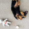 EC Birdwood Blumberg Nylon Carpet Scene 2